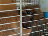 Fototapeta Zwierzęta - Brown rabbit in a cage drinking water