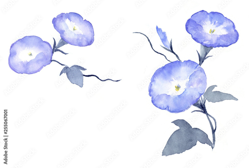 アサガオ 水墨画 彩墨画 水彩画 の Stock イラスト | Adobe Stock