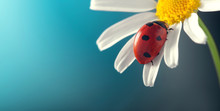 Ladybird On Camomile Flower