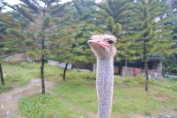 Close up view of ostrich bird head