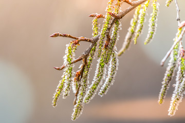 Wall Mural - macro nature catkin hanging winter bloom view