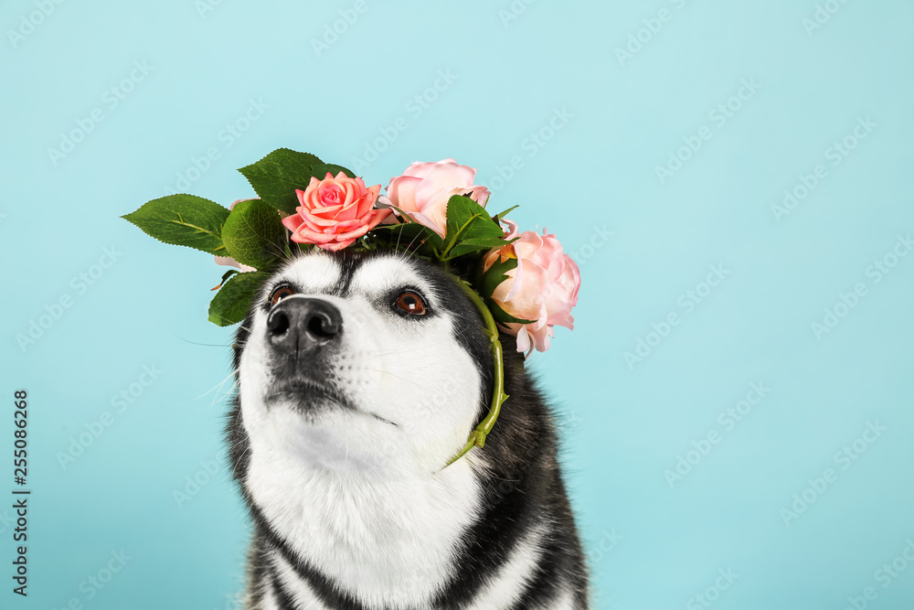 Adorable husky dog on color background
