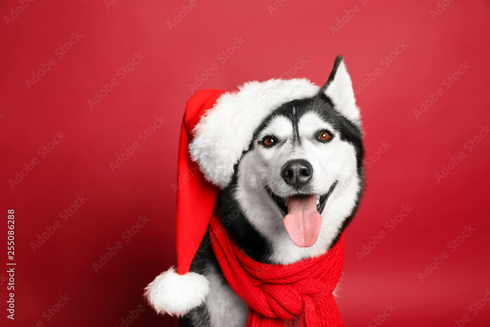 Adorable husky dog in Santa hat on color background - obrazy, fototapety, plakaty 