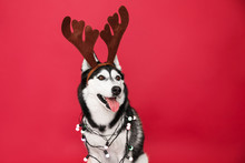 Adorable Husky Dog With Deer Horns And Garland On Color Background