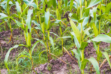 Corn plant with green leaves growth in agriculture field outdoor