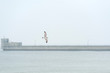 samotna mewa lecąca nad zatoka