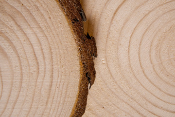 Wall Mural - Pine tree trunk cross-section with annual rings. Lumber piece close-up shot.