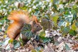 ruda wiewiórka w bluszczu