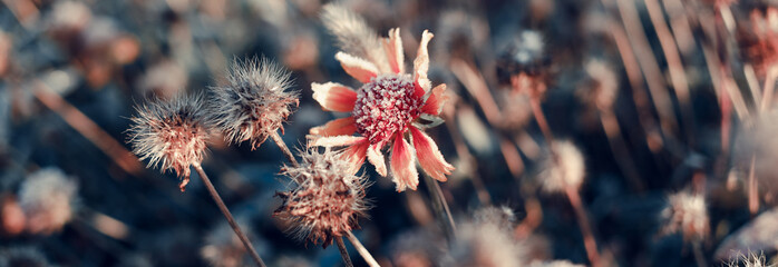 Beautiful dry flower covered with hoarfrost.