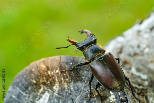 Fotografía Stag beetle on a tree. Big horned beetle Lucanus cervus .