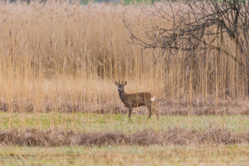 Wall Mural - one male roe deer buck (capreolus capreolus) standing in reed grassland