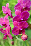 Fototapeta Storczyk - Orchid flower pink purple in tropical florist shop