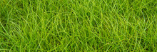 Fresh Green Meadow Grass.