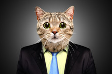 Portrait Of A Cat In A Business Suit On Black Background