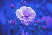 Rosebush In The Garden. Blue Vintage Flower Nature Background