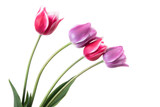 Fototapeta Tulipany - Lilac and pink tulips isolated on a white background