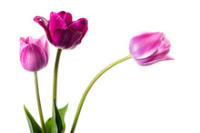 Purple And Lilac Tulips Isolated On A White Background