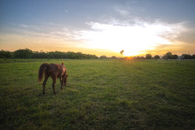 Landscape Of Brown Horse Grazing In A Meadow At Sunset.