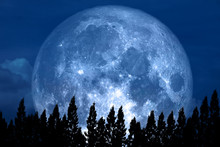 Full Rose Moon Back On Silhouette Pine On Night Sky