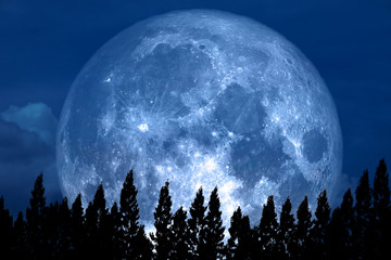 full rose moon back on silhouette pine on night sky