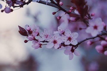  pink flower plant 