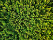 © Marcel Poncu - Summer warm sun light forest aerial view