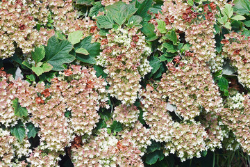 Poster - Snowflake oakleaf hydrangea (Hydrangea quercifolia Snowflake).