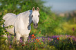 White horse portrait in poppy flowers meadow
