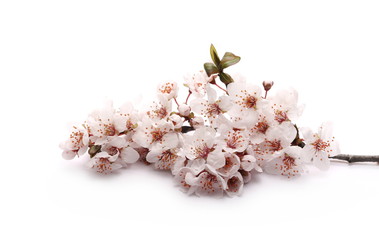 Spring flowers isolated on white background, with clipping path