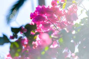 Purple Bougainvillea with sun flare