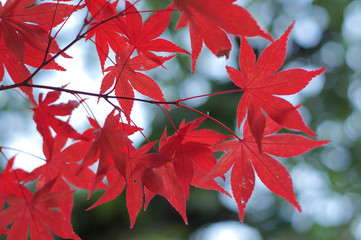 beautiful red maple leaves (momiji) during japanese autumn