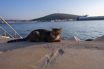 Street brown-white cat sleeping on a tile at the sea during sunset