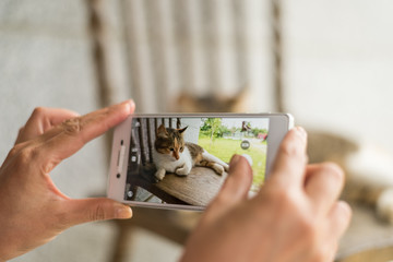 Wall Mural -  take a picture of a cat