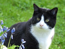 Black And White Cat In Spring Garden