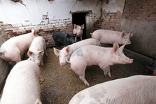Pigs Farm