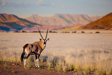 Oryx Antelope And Orange Dunes In Sossusvlei - Namib - Namibia