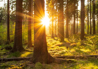 Sunset in a spring forest in Germany