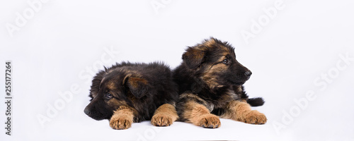 Fotografía two german shepherd puppy on a white background