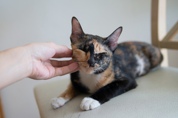 hand patting pet calico or tortie or tortoiseshell kitten cat in relaxation mood for mental depression disorder relief