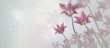 Trauer Hintergrund Für Beileidskarte Mit Zarten Tulpen, Licht In Den Ahornblättern