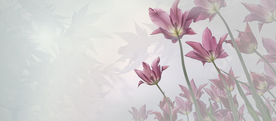 Fototapeta tulipan słońce gałązka sztuka