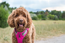 Cute, Brown Puppy Dog Smiling On Trail In Pink Harness