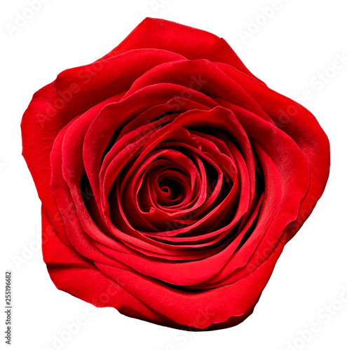 flower rose petal blossom red nature beautiful background