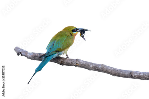 Blue-tailed bee-eater or Merops philippinus, beautiful bird isolated perching...