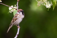 Singing Tree Sparrow Bird On A Branch