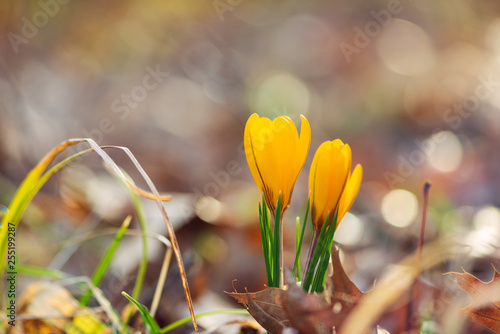 Fotomural crocus flowers blooming in the Spring