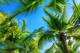 Fototapeta Na sufit - Coconut Palm trees. Tropical background.