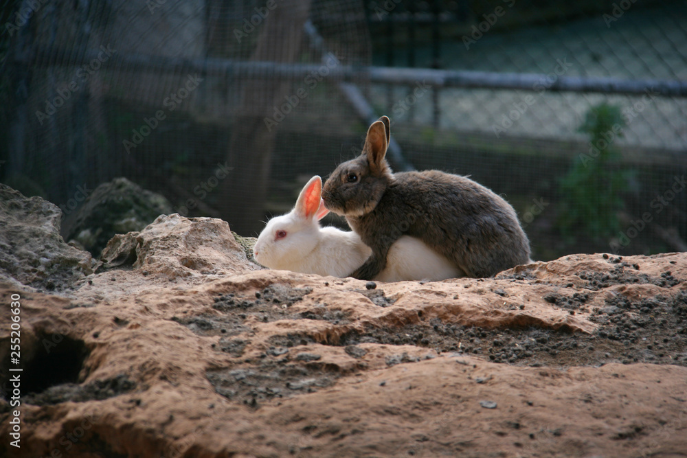 Southern Rabbits Mating Mating rabbits Stock Photo | Adobe Stock