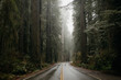 road through redwood forest in rain