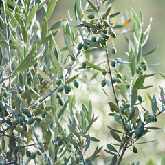 Olive Tree branches with olives.